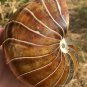 Natural Ammonite Nautilus Shell Jurrassic Fossil Specimen Madagascar 871g #DZ76