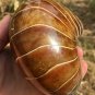 Natural Ammonite Nautilus Shell Jurrassic Fossil Specimen Madagascar 871g #DZ76
