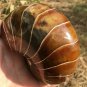 Natural Ammonite Nautilus Shell Jurrassic Fossil Specimen Madagascar 871g #DZ76