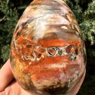 1276g Natural COLORFUL RAINBOW FANTASTIC Madagascar Petrified Wood Egg  - #ZH31