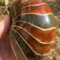 Natural Ammonite Nautilus Shell Jurrassic Fossil Specimen Madagascar 448G #DZ64