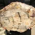 4590g COLORFUL RAINBOW FANTASTIC Madagascar Petrified Wood Round Slab Bark #DMH7