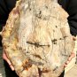4590g COLORFUL RAINBOW FANTASTIC Madagascar Petrified Wood Round Slab Bark #DMH7