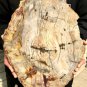 4590g COLORFUL RAINBOW FANTASTIC Madagascar Petrified Wood Round Slab Bark #DMH7