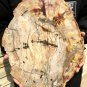 4590g COLORFUL RAINBOW FANTASTIC Madagascar Petrified Wood Round Slab Bark #DMH7