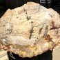 4590g COLORFUL RAINBOW FANTASTIC Madagascar Petrified Wood Round Slab Bark #DMH7