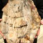4590g COLORFUL RAINBOW FANTASTIC Madagascar Petrified Wood Round Slab Bark #DMH7