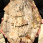 4590g COLORFUL RAINBOW FANTASTIC Madagascar Petrified Wood Round Slab Bark #DMH7