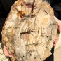 4590g COLORFUL RAINBOW FANTASTIC Madagascar Petrified Wood Round Slab Bark #DMH7