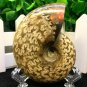 Natural Ammonite Nautilus Shell Jurrassic Fossil Specimen Madagascar 102g HLS3