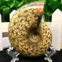 Natural Ammonite Nautilus Shell Jurrassic Fossil Specimen Madagascar 102g HLS3