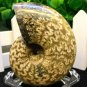Natural Ammonite Nautilus Shell Jurrassic Fossil Specimen Madagascar 102g HLS3