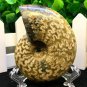 Natural Ammonite Nautilus Shell Jurrassic Fossil Specimen Madagascar 102g HLS3