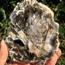 306g COLORFUL RAINBOW FANTASTIC Madagascar Petrified Wood Round Slab Bark #MHS5