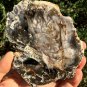 306g COLORFUL RAINBOW FANTASTIC Madagascar Petrified Wood Round Slab Bark #MHS5
