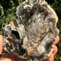 306g COLORFUL RAINBOW FANTASTIC Madagascar Petrified Wood Round Slab Bark #MHS5