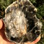 306g COLORFUL RAINBOW FANTASTIC Madagascar Petrified Wood Round Slab Bark #MHS5