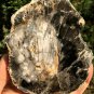 306g COLORFUL RAINBOW FANTASTIC Madagascar Petrified Wood Round Slab Bark #MHS5