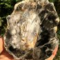 306g COLORFUL RAINBOW FANTASTIC Madagascar Petrified Wood Round Slab Bark #MHS5