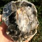 306g COLORFUL RAINBOW FANTASTIC Madagascar Petrified Wood Round Slab Bark #MHS5