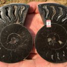 337g A Pair Natural Sectcut Ammonite Fossil Conch Crystal Specimen Healing CP4
