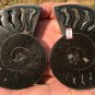 337g A Pair Natural Sectcut Ammonite Fossil Conch Crystal Specimen Healing CP4