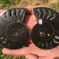 337g A Pair Natural Sectcut Ammonite Fossil Conch Crystal Specimen Healing CP4