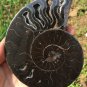 337g A Pair Natural Sectcut Ammonite Fossil Conch Crystal Specimen Healing CP4