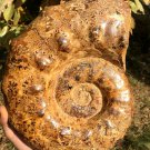 14.799lb HUGE White Pretty Ribbed Whole Ammonite Nautilus Fossil #DZ85