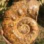 14.799lb HUGE White Pretty Ribbed Whole Ammonite Nautilus Fossil #DZ85