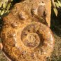 14.799lb HUGE White Pretty Ribbed Whole Ammonite Nautilus Fossil #DZ85