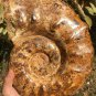 14.799lb HUGE White Pretty Ribbed Whole Ammonite Nautilus Fossil #DZ85