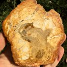 220g COLORFUL RAINBOW FANTASTIC Madagascar Petrified Wood Round Slab Bark #MHS7
