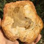220g COLORFUL RAINBOW FANTASTIC Madagascar Petrified Wood Round Slab Bark #MHS7