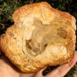 220g COLORFUL RAINBOW FANTASTIC Madagascar Petrified Wood Round Slab Bark #MHS7
