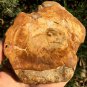 220g COLORFUL RAINBOW FANTASTIC Madagascar Petrified Wood Round Slab Bark #MHS7