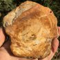 220g COLORFUL RAINBOW FANTASTIC Madagascar Petrified Wood Round Slab Bark #MHS7