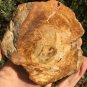 220g COLORFUL RAINBOW FANTASTIC Madagascar Petrified Wood Round Slab Bark #MHS7