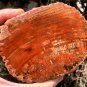 264g COLORFUL RAINBOW FANTASTIC Madagascar Petrified Wood Round Slab Bark #MH59