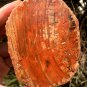 264g COLORFUL RAINBOW FANTASTIC Madagascar Petrified Wood Round Slab Bark #MH59