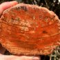 264g COLORFUL RAINBOW FANTASTIC Madagascar Petrified Wood Round Slab Bark #MH59