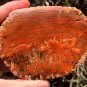 264g COLORFUL RAINBOW FANTASTIC Madagascar Petrified Wood Round Slab Bark #MH59