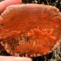 264g COLORFUL RAINBOW FANTASTIC Madagascar Petrified Wood Round Slab Bark #MH59