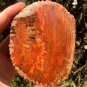 264g COLORFUL RAINBOW FANTASTIC Madagascar Petrified Wood Round Slab Bark #MH59