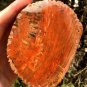 264g COLORFUL RAINBOW FANTASTIC Madagascar Petrified Wood Round Slab Bark #MH59