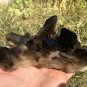 824g Natural smoky black  quartz cluster crystal specimen healing JC7