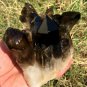 824g Natural smoky black  quartz cluster crystal specimen healing JC7