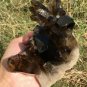 824g Natural smoky black  quartz cluster crystal specimen healing JC7