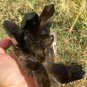 824g Natural smoky black  quartz cluster crystal specimen healing JC7