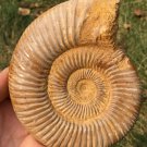 polished Ammonite Nautilus Shell Jurrassic Fossil Specimen Madagascar 486g BL5